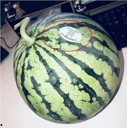 打假网红吃瓜是真的吗,打假网红，真相究竟如何？  第1张